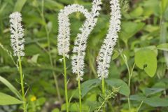 Fairywand, Chamaelirium luteum