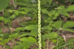 Fairywand, Chamaelirium luteum