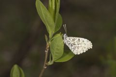 Falcate Orangetip, Anthocharis midea
