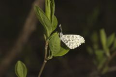 Falcate Orangetip, Anthocharis midea