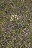 False Boneset, Brickellia eupatorioides