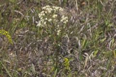 False Boneset