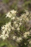 False Boneset, Brickellia eupatorioides