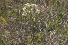False Boneset, Brickellia eupatorioides