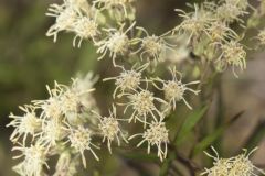 False Boneset, Brickellia eupatorioides False Boneset, Brickellia eupatorioides