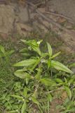 False daisy, Eclipta prostrata