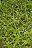 False daisy, Eclipta prostrata
