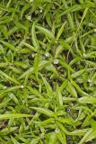 False daisy, Eclipta prostrata