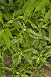 False daisy, Eclipta prostrata