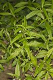 False daisy, Eclipta prostrata