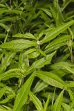 False daisy, Eclipta prostrata