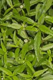 False daisy, Eclipta prostrata