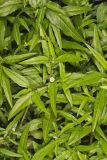 False daisy, Eclipta prostrata