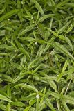 False daisy, Eclipta prostrata