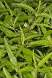 False daisy, Eclipta prostrata
