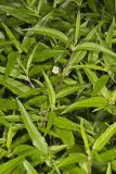 False daisy, Eclipta prostrata