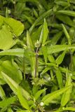 False daisy, Eclipta prostrata