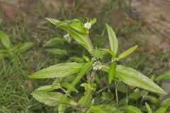 False daisy, Eclipta prostrata False daisy, Eclipta prostrata
