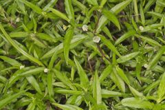 False daisy, Eclipta prostrata False daisy, Eclipta prostrata