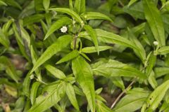 False daisy, Eclipta prostrata False daisy, Eclipta prostrata