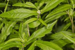 False daisy, Eclipta prostrata