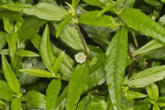 False daisy, Eclipta prostrata False daisy, Eclipta prostrata