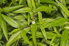 False daisy, Eclipta prostrata False daisy, Eclipta prostrata