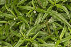 False daisy, Eclipta prostrata False daisy, Eclipta prostrata