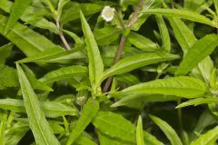 False daisy, Eclipta prostrata False daisy, Eclipta prostrata