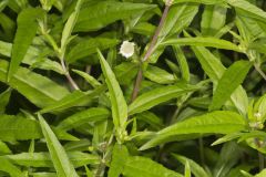 False daisy, Eclipta prostrata False daisy, Eclipta prostrata