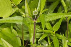 False daisy, Eclipta prostrata
