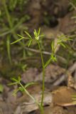 False Mermaid, Floerkea proserpinacoides