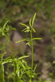 False Mermaid, Floerkea proserpinacoides