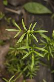 False Mermaid, Floerkea proserpinacoides