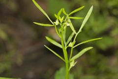 Limnanthaceae, Meadow-Foam family