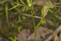 False Mermaid, Floerkea proserpinacoides