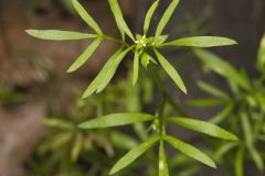 False Mermaid, Floerkea proserpinacoides