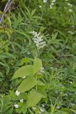 False solomon's-seal, Maianthemum racemosum