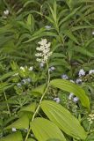 False solomon's-seal, Maianthemum racemosum