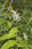 False solomon's-seal, Maianthemum racemosum