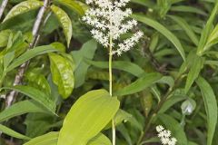 False Solomon's-seal