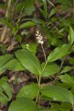 False solomon's-seal, Maianthemum racemosum
