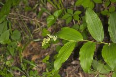 False solomon's-seal, Maianthemum racemosum
