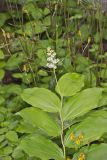 False solomon's-seal, Maianthemum racemosum