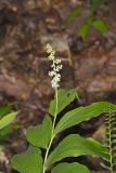 False solomon's-seal, Maianthemum racemosum