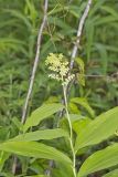 False solomon's-seal, Maianthemum racemosum
