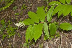 False solomon's-seal, Maianthemum racemosum