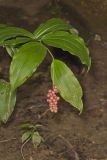 False solomon's-seal, Maianthemum racemosum