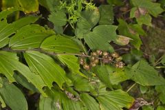 False solomon's-seal, Maianthemum racemosum