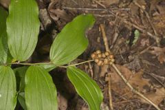 False solomon's-seal, Maianthemum racemosum